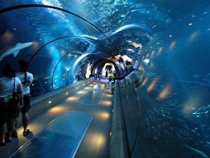 800px-Aquarium_tunnel